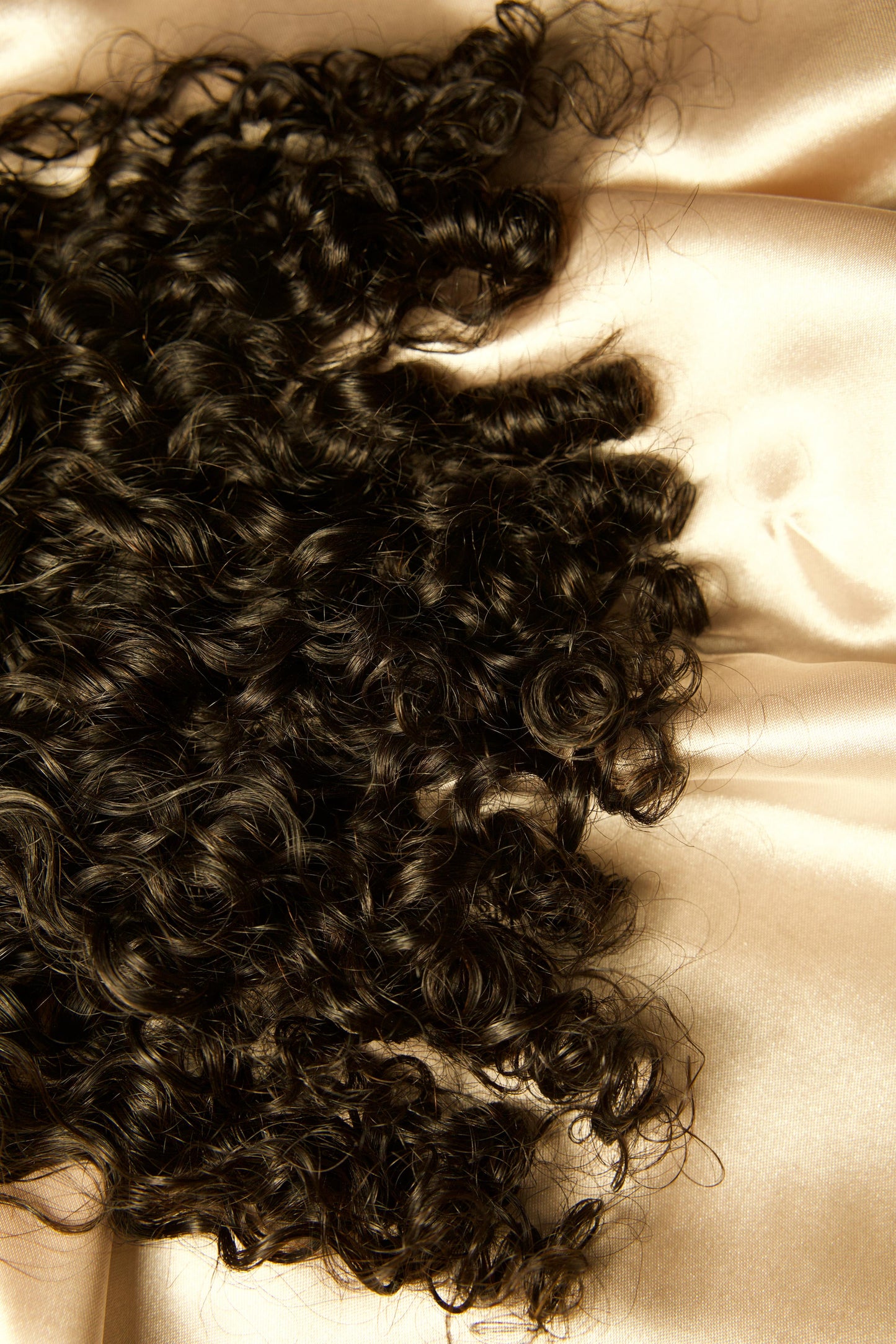 BURMESE CURLY